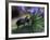 Rhinoceros Beetle, Papua New Guinea-Michele Westmorland-Framed Photographic Print