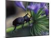 Rhinoceros Beetle, Papua New Guinea-Michele Westmorland-Mounted Photographic Print