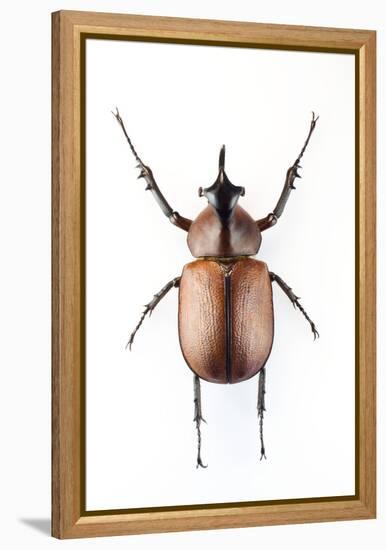 Rhinoceros Beetle-Lawrence Lawry-Framed Premier Image Canvas
