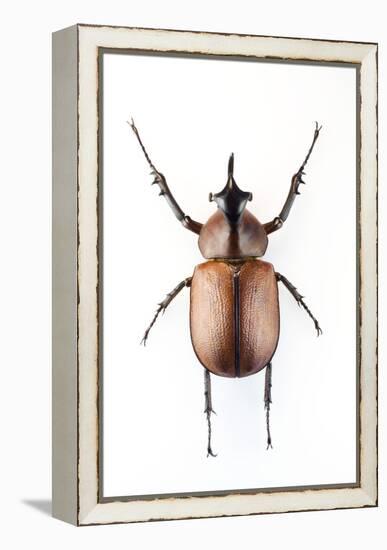 Rhinoceros Beetle-Lawrence Lawry-Framed Premier Image Canvas