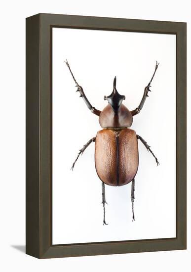 Rhinoceros Beetle-Lawrence Lawry-Framed Premier Image Canvas