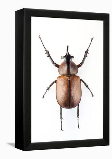 Rhinoceros Beetle-Lawrence Lawry-Framed Premier Image Canvas