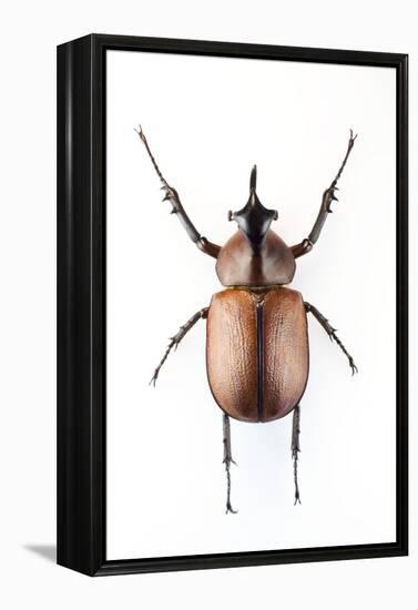 Rhinoceros Beetle-Lawrence Lawry-Framed Premier Image Canvas