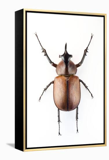 Rhinoceros Beetle-Lawrence Lawry-Framed Premier Image Canvas