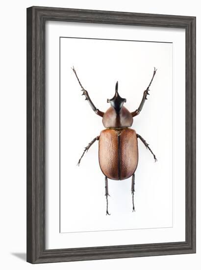 Rhinoceros Beetle-Lawrence Lawry-Framed Photographic Print