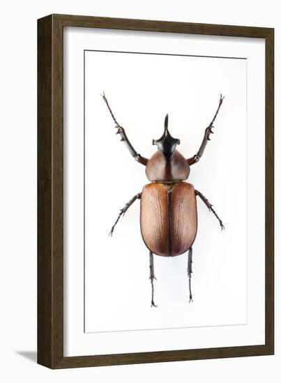 Rhinoceros Beetle-Lawrence Lawry-Framed Photographic Print