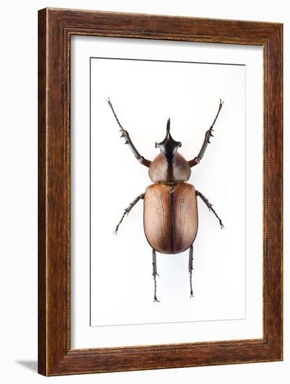 Rhinoceros Beetle-Lawrence Lawry-Framed Photographic Print