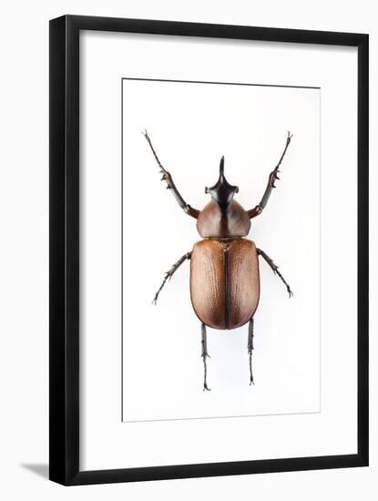 Rhinoceros Beetle-Lawrence Lawry-Framed Photographic Print