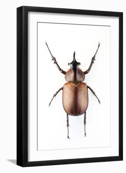 Rhinoceros Beetle-Lawrence Lawry-Framed Photographic Print