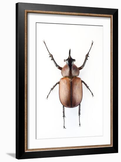 Rhinoceros Beetle-Lawrence Lawry-Framed Photographic Print