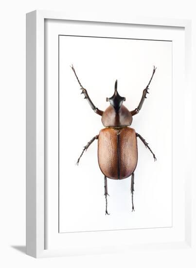 Rhinoceros Beetle-Lawrence Lawry-Framed Photographic Print