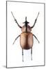 Rhinoceros Beetle-Lawrence Lawry-Mounted Photographic Print