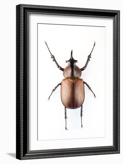 Rhinoceros Beetle-Lawrence Lawry-Framed Photographic Print