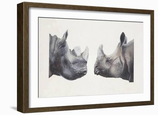 Rhinoceros Heads, Black Rhinoceros (Diceros Bicornis) and Rhinoceros (Genus)-null-Framed Giclee Print