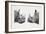 Rhinoceros Heads, Black Rhinoceros (Diceros Bicornis) and Rhinoceros (Genus)-null-Framed Giclee Print