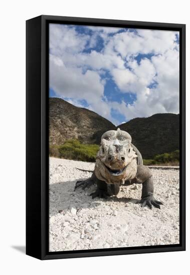 Rhinoceros Iguana (Cyclura Cornuta)-Reinhard Dirscherl-Framed Premier Image Canvas