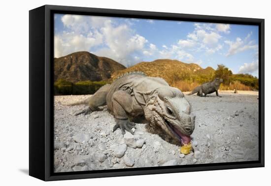 Rhinoceros Iguana (Cyclura Cornuta)-Reinhard Dirscherl-Framed Premier Image Canvas