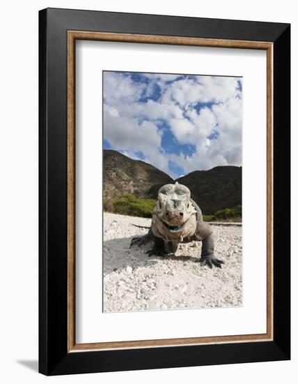 Rhinoceros Iguana (Cyclura Cornuta)-Reinhard Dirscherl-Framed Photographic Print