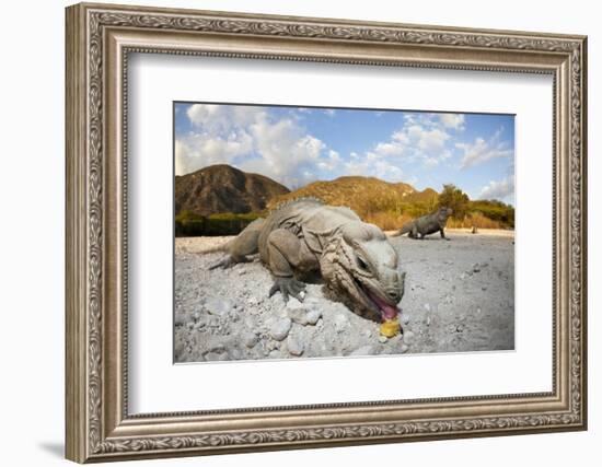 Rhinoceros Iguana (Cyclura Cornuta)-Reinhard Dirscherl-Framed Photographic Print