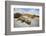 Rhinoceros Iguana (Cyclura Cornuta)-Reinhard Dirscherl-Framed Photographic Print