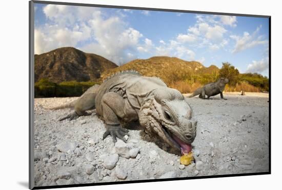 Rhinoceros Iguana (Cyclura Cornuta)-Reinhard Dirscherl-Mounted Photographic Print