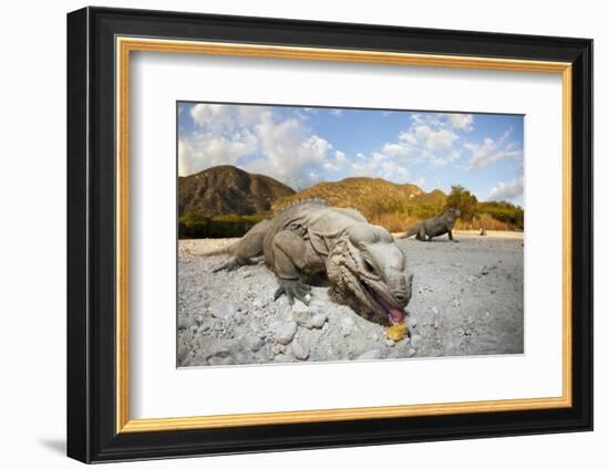 Rhinoceros Iguana (Cyclura Cornuta)-Reinhard Dirscherl-Framed Photographic Print