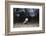 Rhinoceros Iguana (Cyclura Cornuta)-Reinhard Dirscherl-Framed Photographic Print