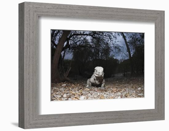 Rhinoceros Iguana (Cyclura Cornuta)-Reinhard Dirscherl-Framed Photographic Print