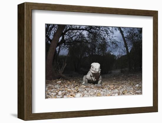 Rhinoceros Iguana (Cyclura Cornuta)-Reinhard Dirscherl-Framed Photographic Print