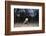 Rhinoceros Iguana (Cyclura Cornuta)-Reinhard Dirscherl-Framed Photographic Print