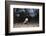 Rhinoceros Iguana (Cyclura Cornuta)-Reinhard Dirscherl-Framed Photographic Print