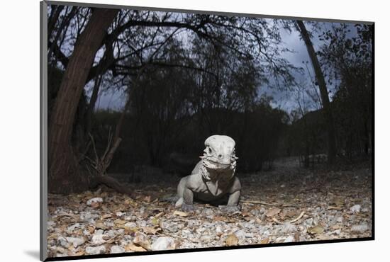 Rhinoceros Iguana (Cyclura Cornuta)-Reinhard Dirscherl-Mounted Photographic Print