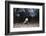 Rhinoceros Iguana (Cyclura Cornuta)-Reinhard Dirscherl-Framed Photographic Print