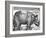 Rhinoceros, Print Given to Maximilian I by the King of Lisbon, 1515-Albrecht Durer-Framed Giclee Print