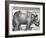 Rhinoceros, Print Given to Maximilian I by the King of Lisbon, 1515-Albrecht Durer-Framed Giclee Print