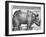 Rhinoceros, Print Given to Maximilian I by the King of Lisbon, 1515-Albrecht Durer-Framed Giclee Print