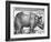 Rhinoceros, Print Given to Maximilian I by the King of Lisbon, 1515-Albrecht Durer-Framed Giclee Print