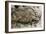 Rhinoceros, Upper Paleolithic-null-Framed Giclee Print