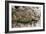 Rhinoceros, Upper Paleolithic-null-Framed Giclee Print