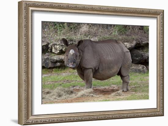 Rhinoceros-Carol Highsmith-Framed Art Print