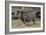 Rhinoceros-Carol Highsmith-Framed Art Print