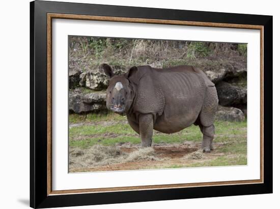 Rhinoceros-Carol Highsmith-Framed Art Print