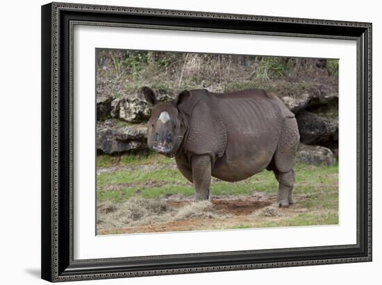 Rhinoceros-Carol Highsmith-Framed Art Print