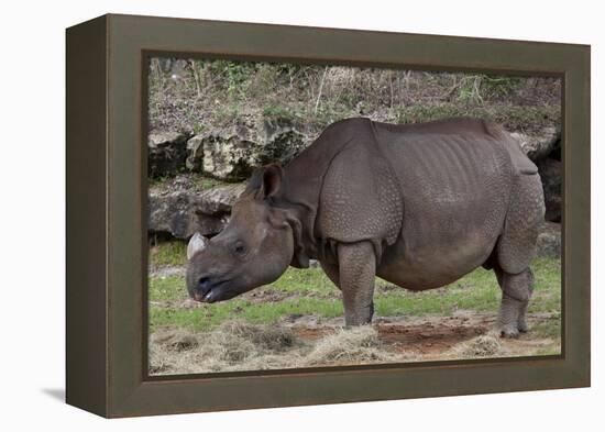 Rhinoceros-Carol Highsmith-Framed Stretched Canvas
