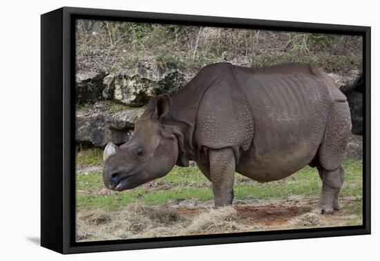 Rhinoceros-Carol Highsmith-Framed Stretched Canvas