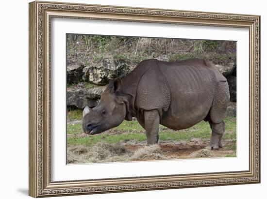 Rhinoceros-Carol Highsmith-Framed Art Print