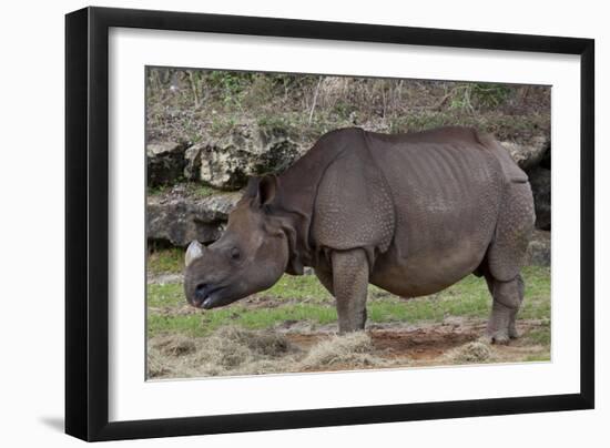 Rhinoceros-Carol Highsmith-Framed Art Print