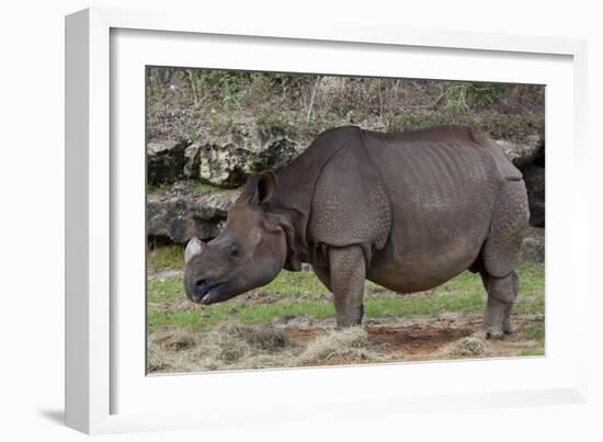 Rhinoceros-Carol Highsmith-Framed Art Print