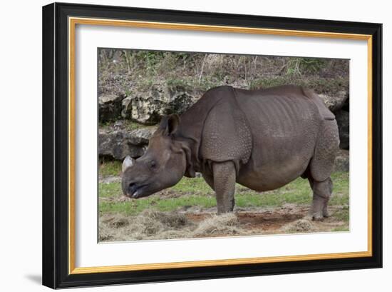 Rhinoceros-Carol Highsmith-Framed Art Print