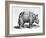 Rhinocerous, No. 76 from "Historia Animalium" by Conrad Gesner (1516-65) Published in July 1815-Albrecht Dürer-Framed Giclee Print